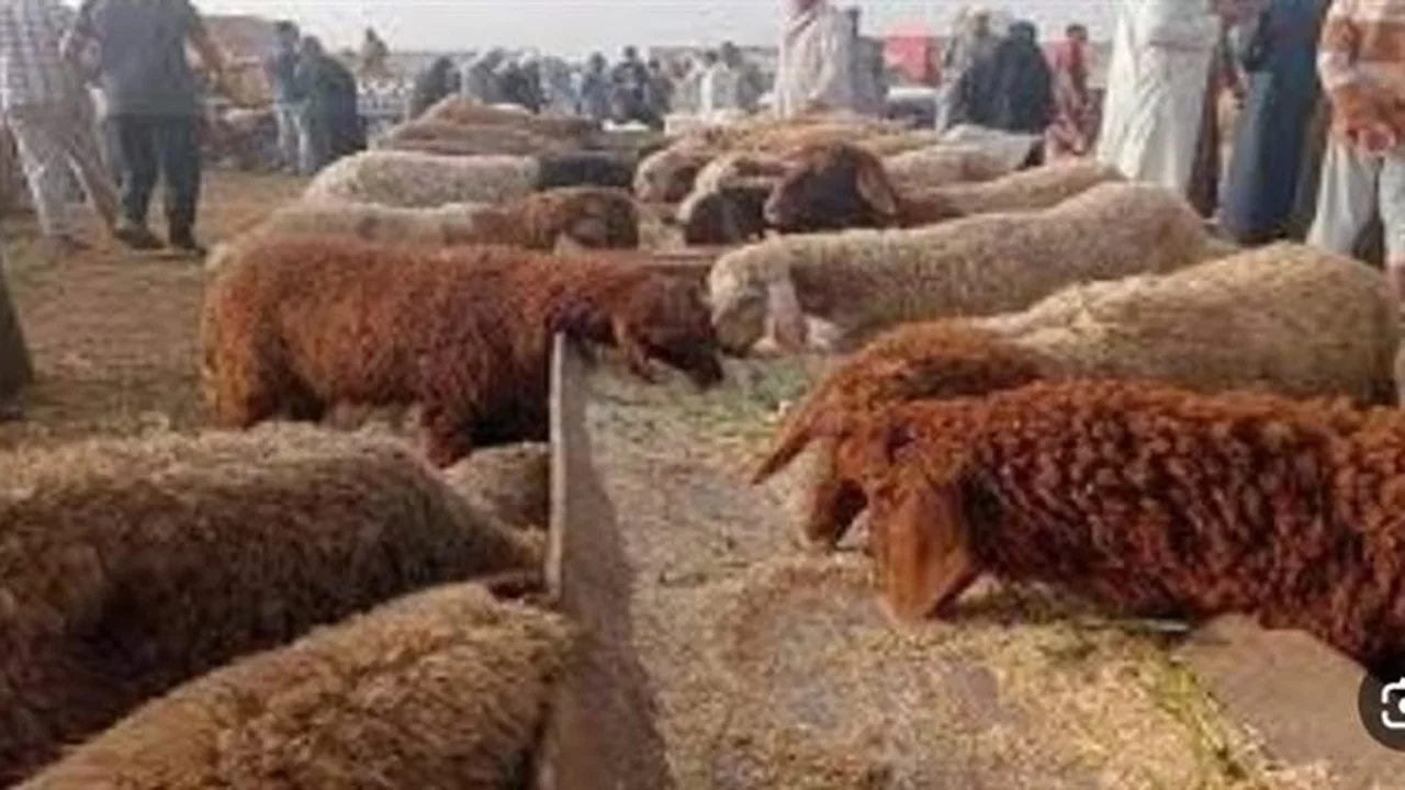 موسم الأضاحي.. أسعار الكيلو البرقي والبلدي تبدأ من 200 جنيه بالمزارع